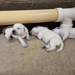 April - Yellow female Labrador Retriever puppy in Middleburg, Pennsylvania from Countrylanes labs