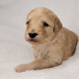 Goldendoodle Puppies from Lake Village Doodles