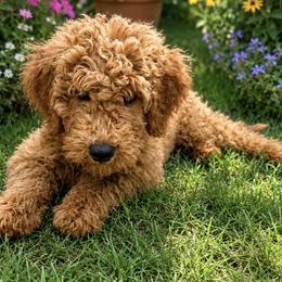 Black Collar Boy - Red male Double Doodle puppy in Clarks Hill, South Carolina from Rosie’s Double Doodles