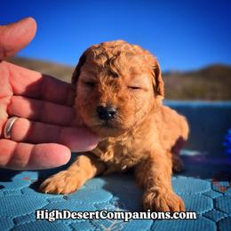 Miss Lavender - Red  female Poodle puppy in Dolan Springs, Arizona from High Desert Companions