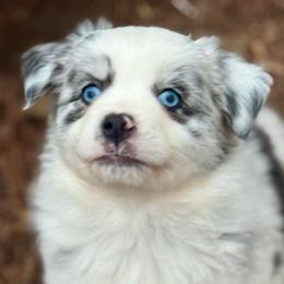 Cynthia - Blue merle female Miniature Australian Shepherd puppy in Patterson, North Carolina from DreamLine Aussies
