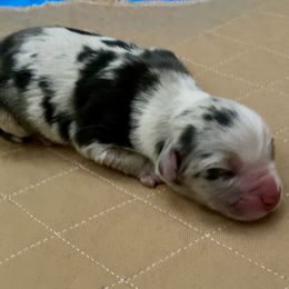 Blue Merle female 1 - Blue merle female Miniature Australian Shepherd puppy in Ronan, Montana from Dirt Road Aussie’s of Montana