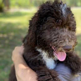Robin - Brown and white Aussiedoodle puppy in New Philadelphia, Ohio from Oldtown Doodles