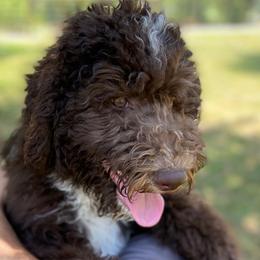 Robin - Brown and white Aussiedoodle puppy in New Philadelphia, Ohio from Oldtown Doodles