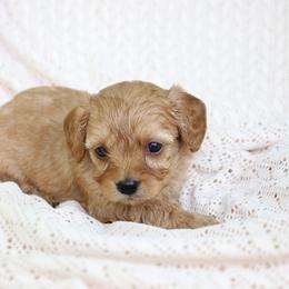 Skye - Apricot female Cavapoo puppy in Lewisburg, Pennsylvania from Cinda's Cavapoos