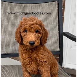 Dixie - Apricot female Goldendoodle puppy in Swartz Creek, Michigan from Michigan Doodles