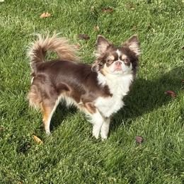 Phoebe - Chihuahua