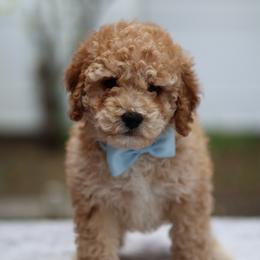Wes - Cream male Goldendoodle puppy in Apopka, Florida from Rae Precious Puppies