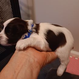 Blue collar - Parti Miniature Schnauzer puppy in Bridgeport, Alabama from Whitts Black Pearl Miniature Schnauzers