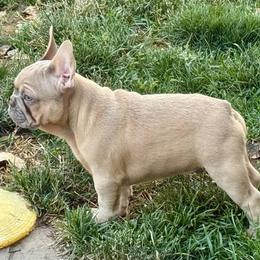 Alfredo has OFA Parents - Fawn male French Bulldog puppy in Billings, Montana from Yellowstone Frenchies