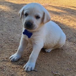 Labrador Retriever Puppies from Labrador Trails