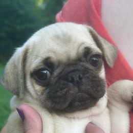 Martin - Fawn male Pug puppy in Morgantown, West Virginia from Groovy Pugs