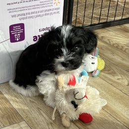 Havanese Puppies from Quickstep's Havanese