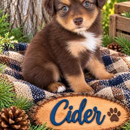 Cider - Red tri male Miniature Australian Shepherd puppy in Idalou, Texas from Lonesome Pine Mini Aussies