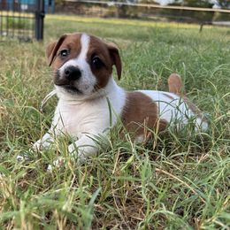 Russell Terrier Puppies from Claddagh Pastures