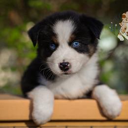 Bunny - Black tri-color female Australian Shepherd puppy in Buena Vista, Colorado from Wigglebutts Unlimited