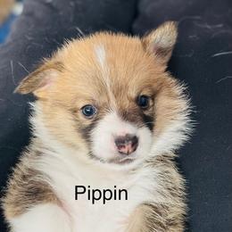 Pippin - Red male Pembroke Welsh Corgi puppy in Grenada, California from California Corgi Butts