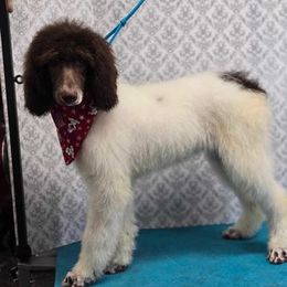 Poodle puppies from My Buddies Puppies