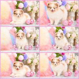 Sugar- Blue eyes AKC LOW Delivery - Chocolate merle female Pomeranian puppy in Santa Rosa, California from Cute California Poms