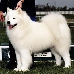 Samoyeds from Diane Garcia's Samoyeds