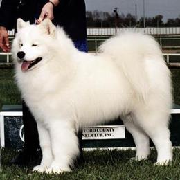 Samoyeds from Diane Garcia's Samoyeds