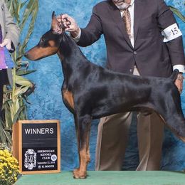 Doberman Pinscher All Grown Up from LaBella Dobermans