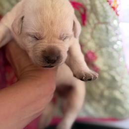 Cass- pink  collar - Yellow female Labrador Retriever puppy in Isanti, Minnesota from Four Corners Family Labs