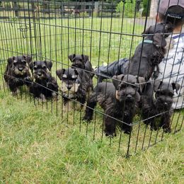 Miniature Schnauzer Puppies from Barenaba Schnauzers