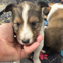 Red - Sable and white male Shetland Sheepdog puppy in Fontanelle, Iowa from Jensen Farms Shelties