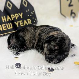 Brown Collar - Salt and pepper male Miniature Schnauzer puppy in Peoria, Arizona from Hall Miniature Schnauzers