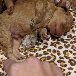 Poodles from Sweet Dream Poodles