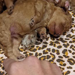 Poodles from Sweet Dream Poodles
