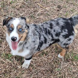 Blue - Blue male Companion Cross puppy in Fairview, South Dakota from Dakota Toy Aussies