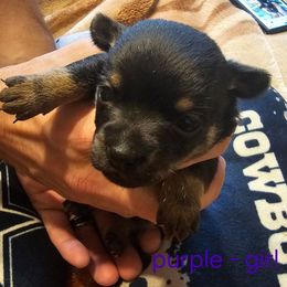 Purple - Black and tan female Chihuahua puppy in Bethlehem, Pennsylvania from Steel City Exotics