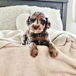 Stormy - Merle male Goldendoodle puppy in Punta Gorda, Florida from Transformation Acres Goldendoodle
