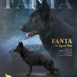 Fanta - German Shepherd