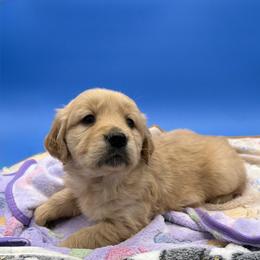 Girl 3 - Golden female Golden Retriever puppy in Spanaway, Washington from 11 Oaks Kennels
