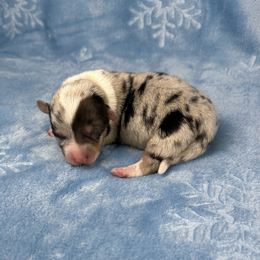 Joy - Blue merle and white female American Corgi puppy in Waskom, Texas from Piney Woods Corgis