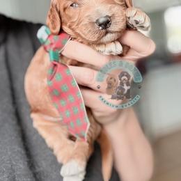 Boy 5 - male Goldendoodle puppy in Marion, Ohio from Doodles & Doxies