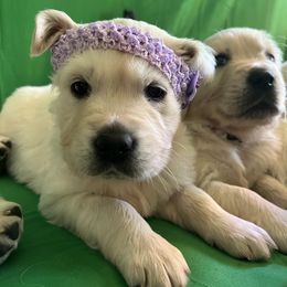 Golden Retriever Puppies from Kashmir’s Golden Retrievers