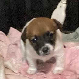 Duchess R'Nette - White and tan female Russell Terrier puppy in Missouri from Royal Russells Ranch
