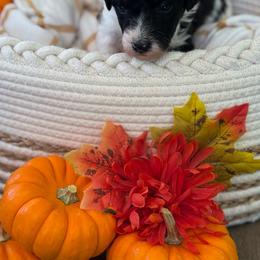 Maple - Parti female Poodle puppy in Grover Beach, California from Central Coast Poodle Paws