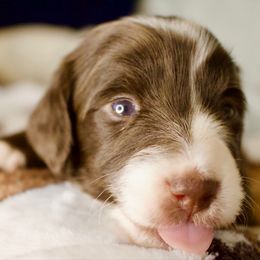 Mocha - Piebald Dachshund puppy in North Reading, Massachusetts from The Well Tempered Dachshund