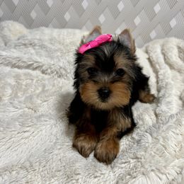 Girl 2 - Black and tan Yorkshire Terrier puppy in San Jose, California from Precious Yorkies