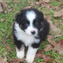 Balto-900 - Black tri-color male Australian Shepherd puppy in Star City, Arkansas from Blush & Lace Aussie Co.