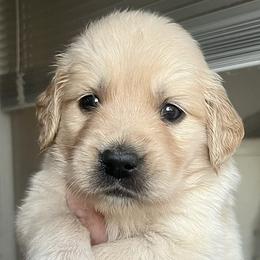 Purple female - Golden female Golden Retriever puppy in Jesup, Georgia from Painted Platinum Retrievers (Painted Platinum Kennel) PPK