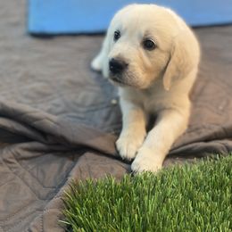 Golden Retriever Puppies from Silver Morning Farm