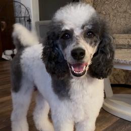 Daisy - Poodle