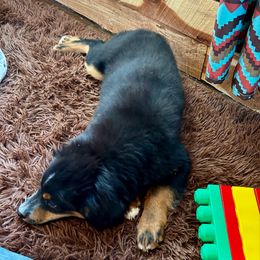 Jet - Black tri male Miniature American Shepherd puppy in Ava, Missouri from Blue Blood Mini Aussies