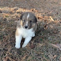 Sable Boy 3 - Sable and white male Shetland Sheepdog puppy in Shirley, Arkansas from Lucky Pups